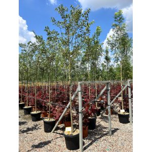 Brestovec južný (Celtis australis) - výška 250-300 cm, obvod kmeňa 10/12 cm, kont. C55L